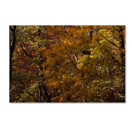 Kurt Shaffer 'Autumn Forest Study' Canvas Art,22x32